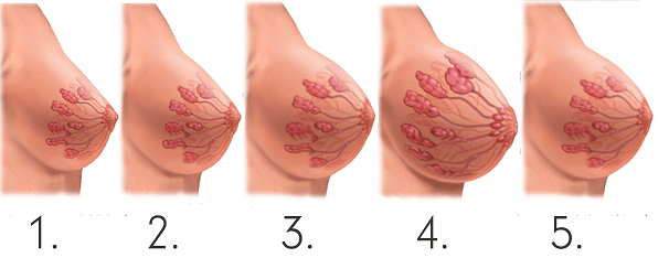 Ngực thay đổi theo thời kỳ mang thai