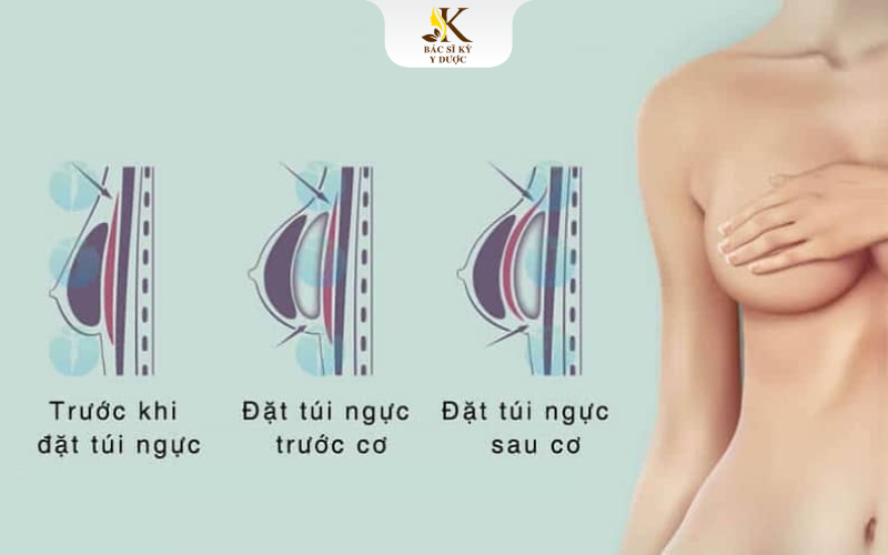 Giải phẫu vùng ngực